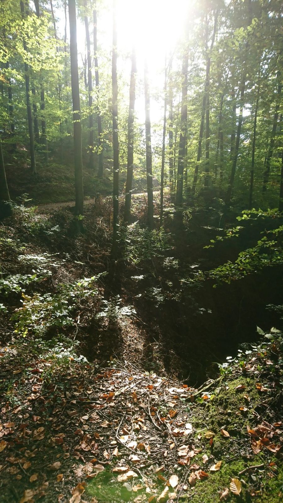 Dogtrail Herbst 2019 1