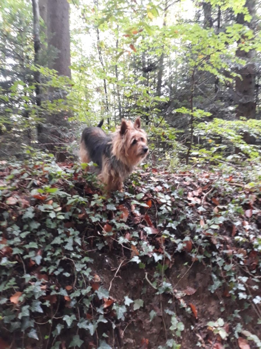 Dogtrail Herbst 2019 3