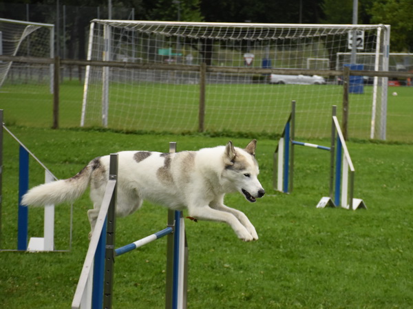 Agility Plauschturnier Augugst 2020 2