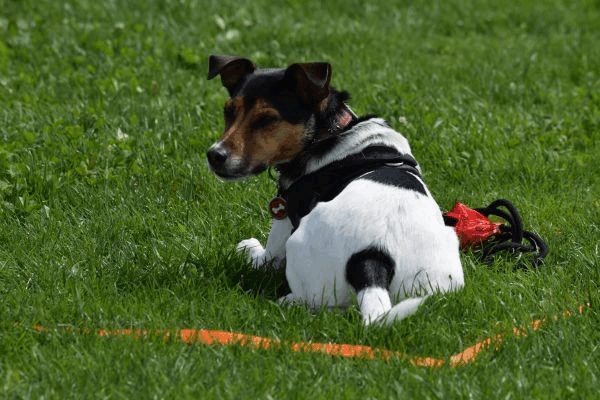 Plauschparcours Frühling 2017 1