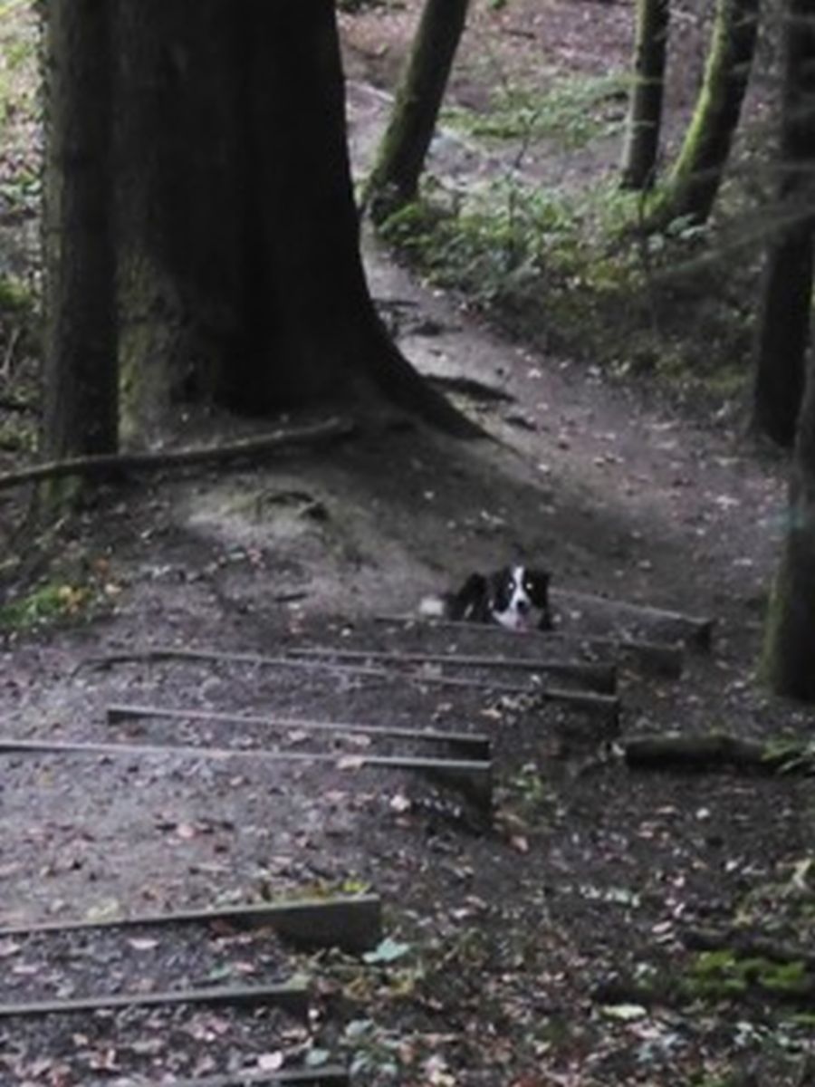 Dogtrail Herbst 2019 6