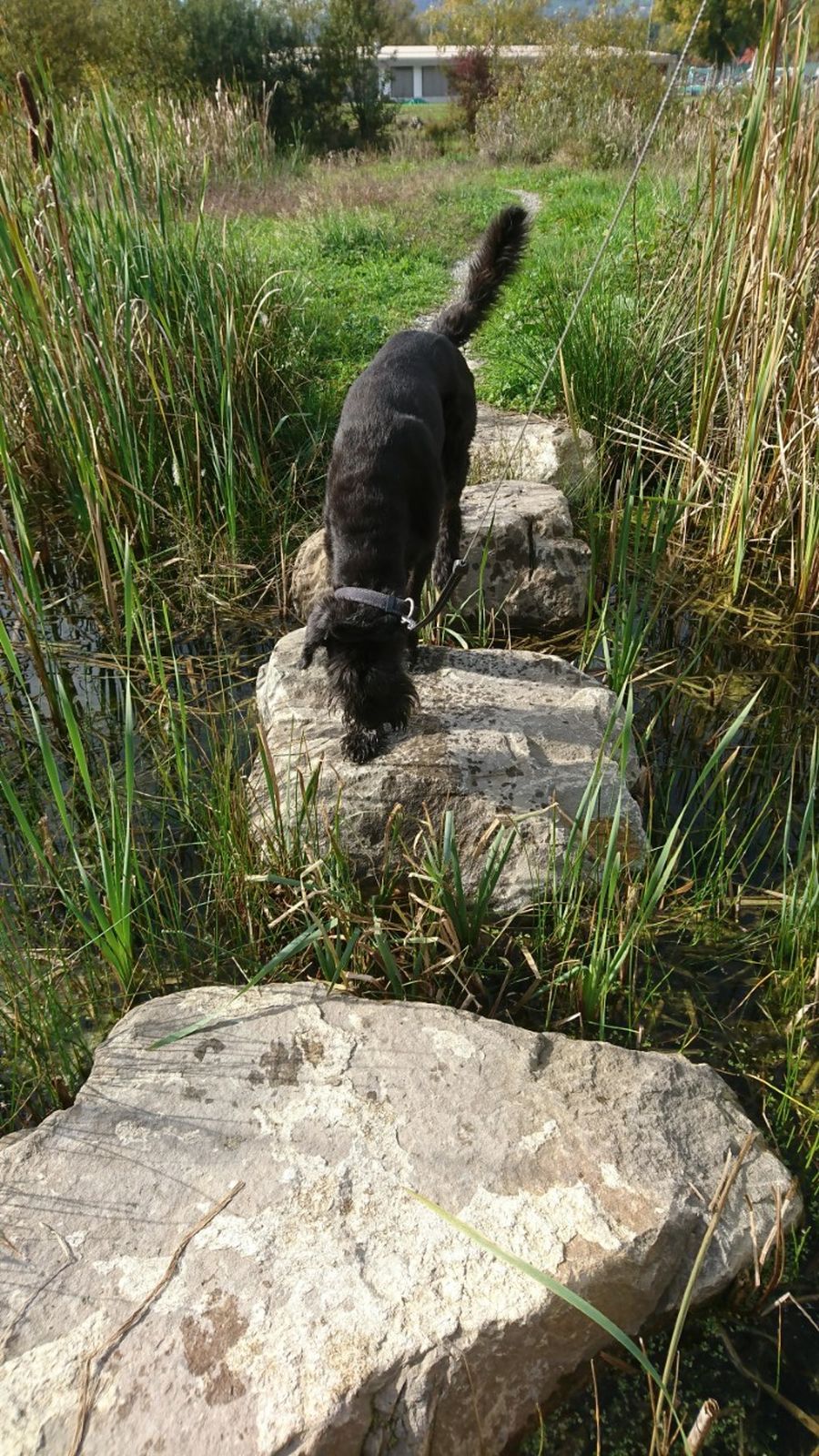 Dogtrail Herbst 2019 8