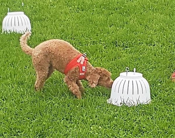 Plauschparcours Herbst 2018 10