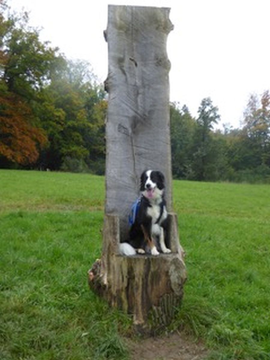 Dogtrail Herbst 2019 9