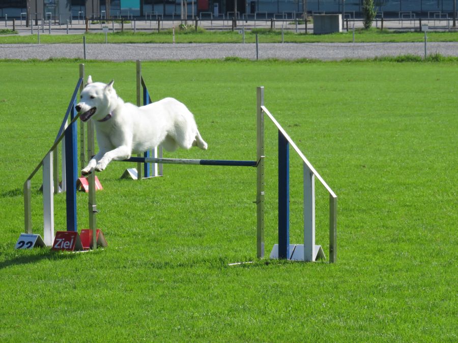 Entdeckertag Allmend 2019 2