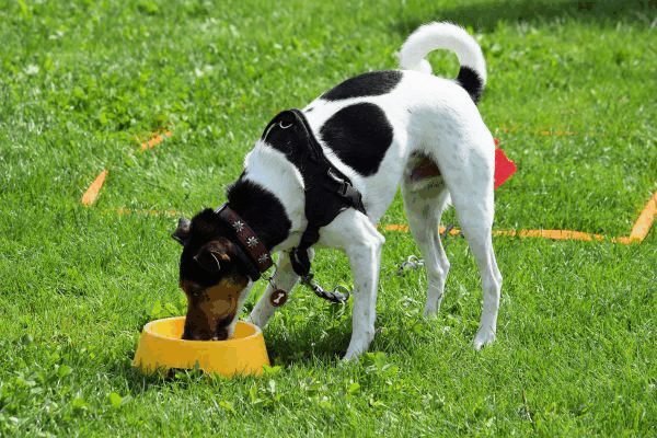 Plauschparcours Frühling 2017 24