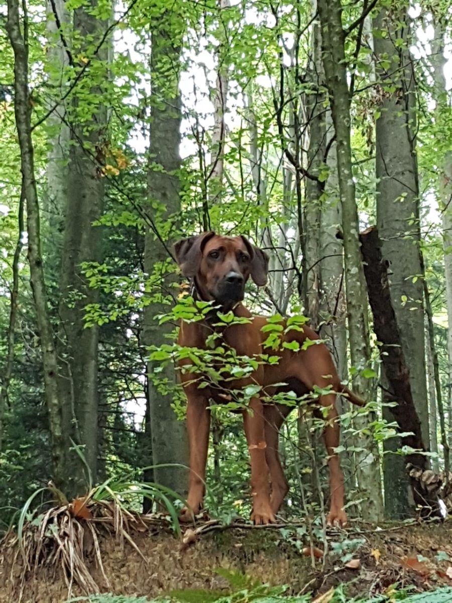 Dogtrail Herbst 2019 14