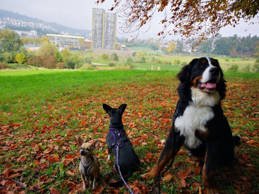 Dogtrail Herbst 2019 17