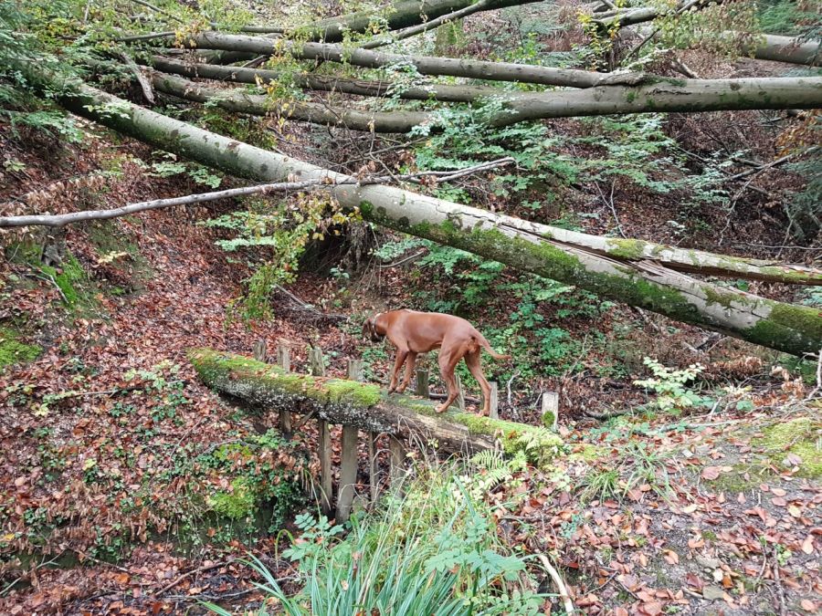 Dogtrail Herbst 2019 18