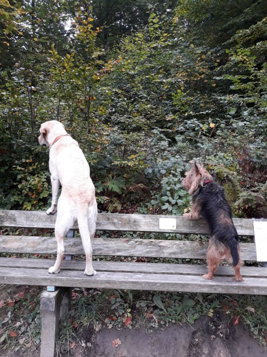 Dogtrail Herbst 2019 19