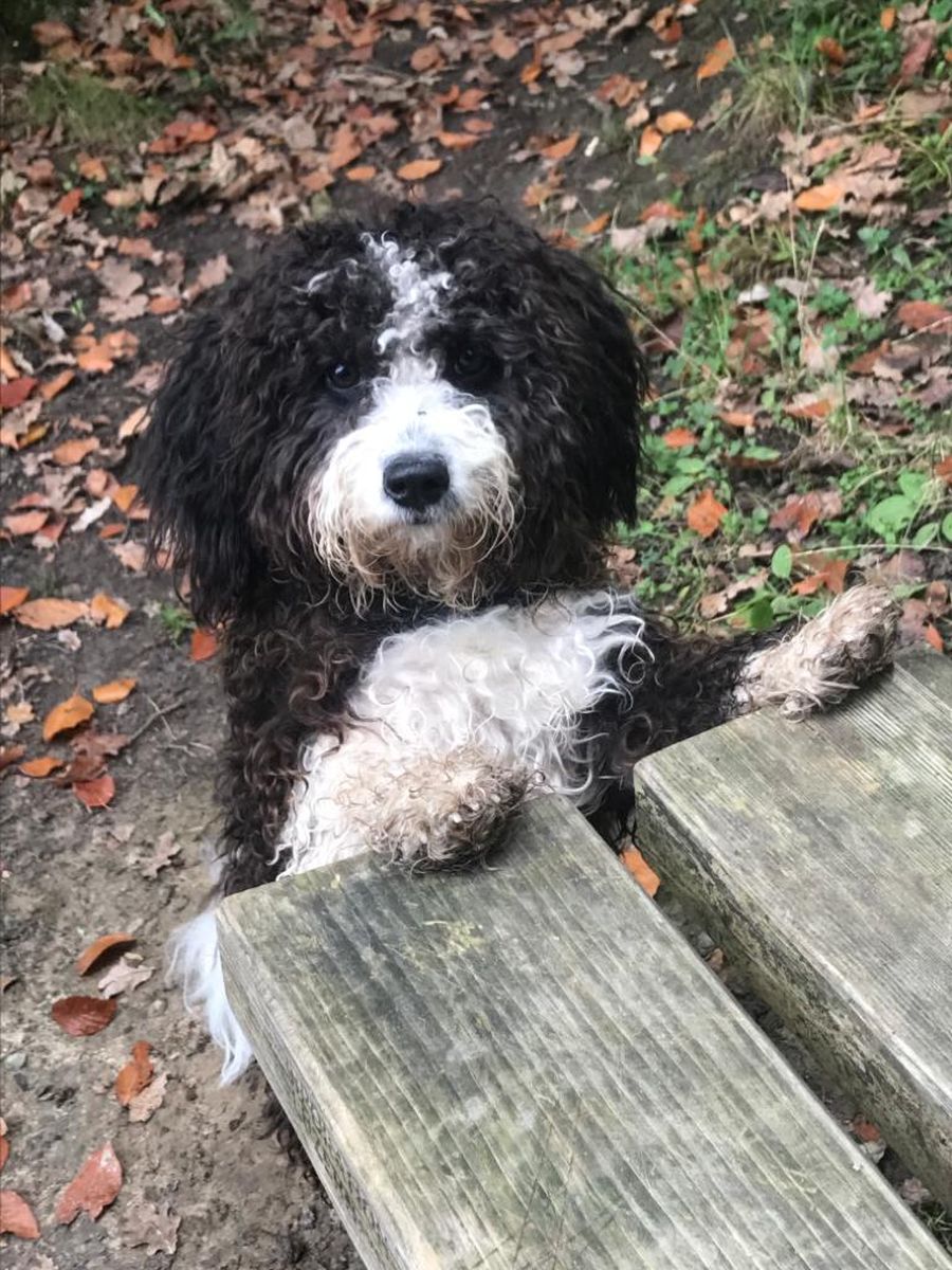 Dogtrail Herbst 2019 20