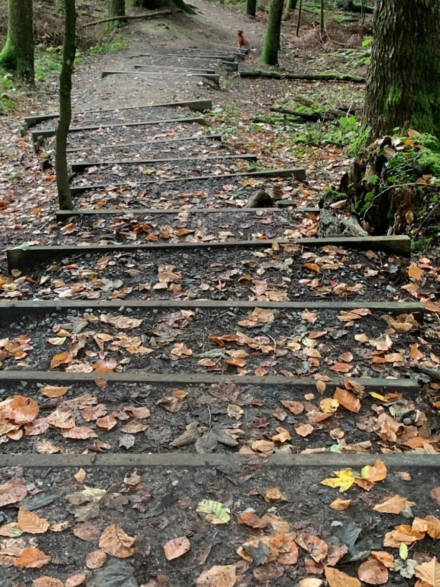 Dogtrail Herbst 2019 21