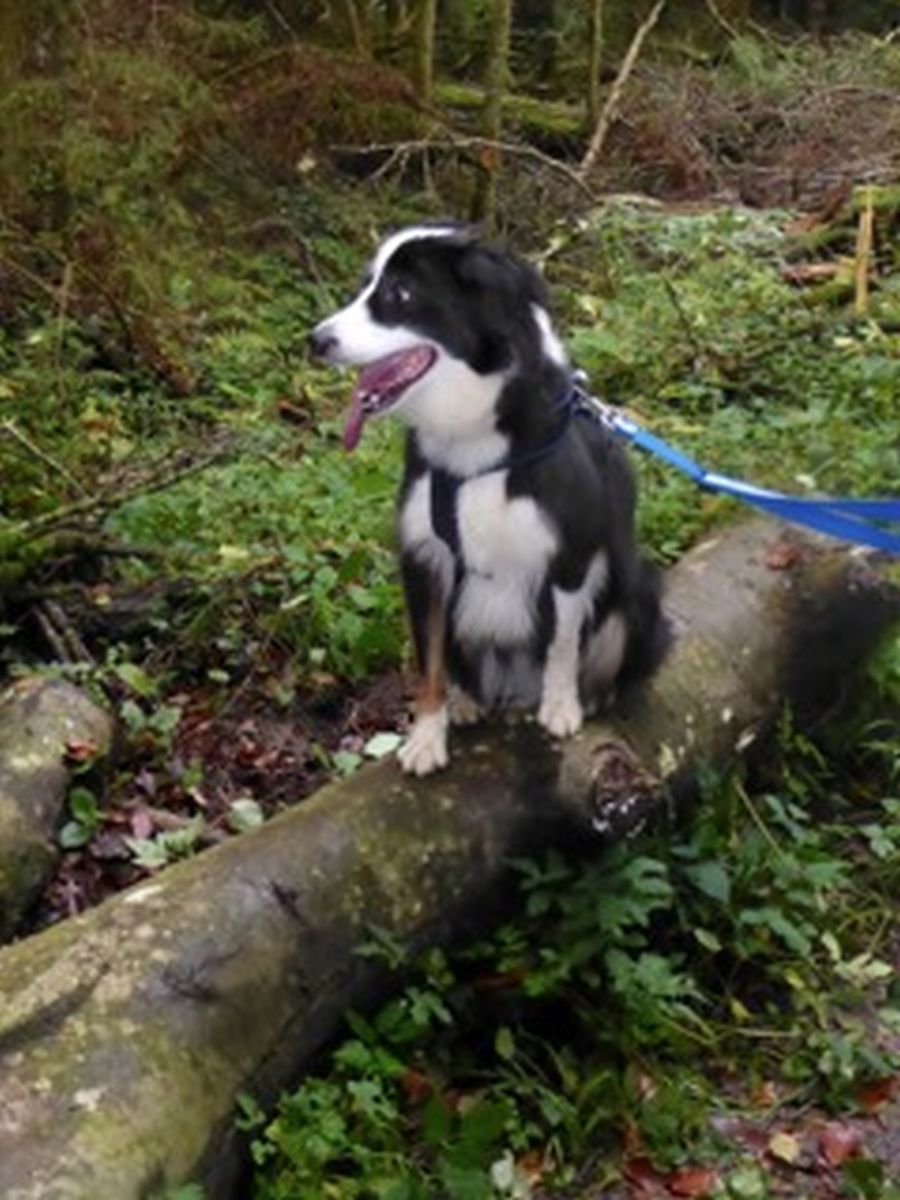 Dogtrail Herbst 2019 23