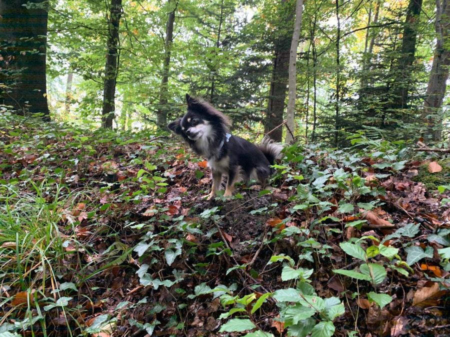 Dogtrail Herbst 2019 25