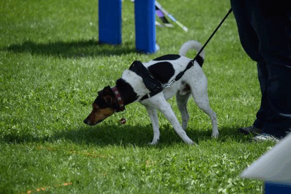 Plauschparcours Frühling 2017 51