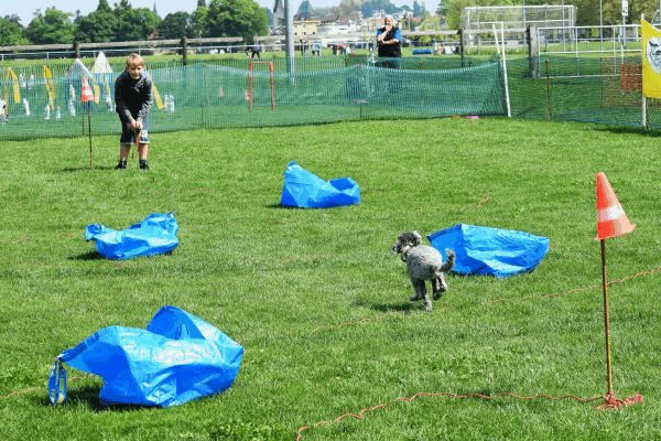 Plauschparcours Frühling 2017 54