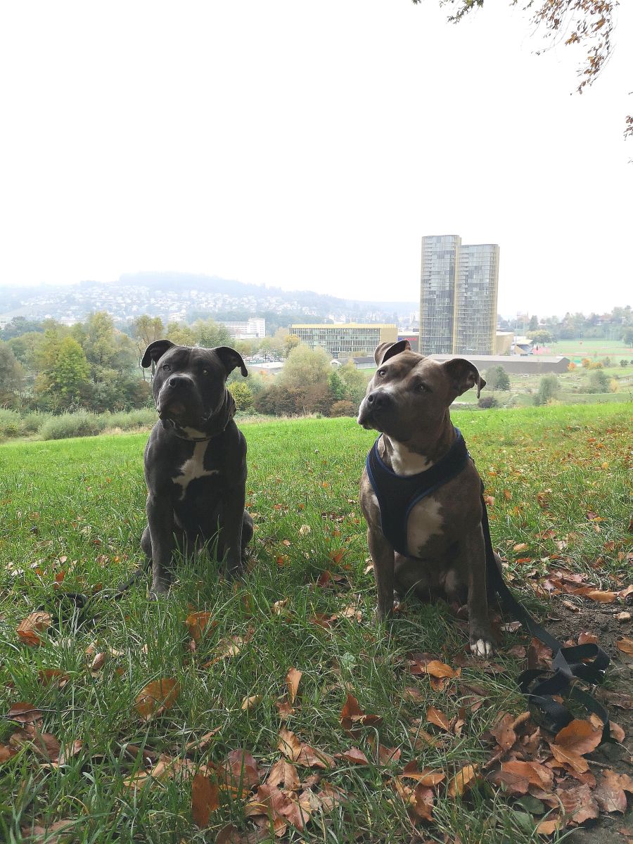 Dogtrail Herbst 2019 29