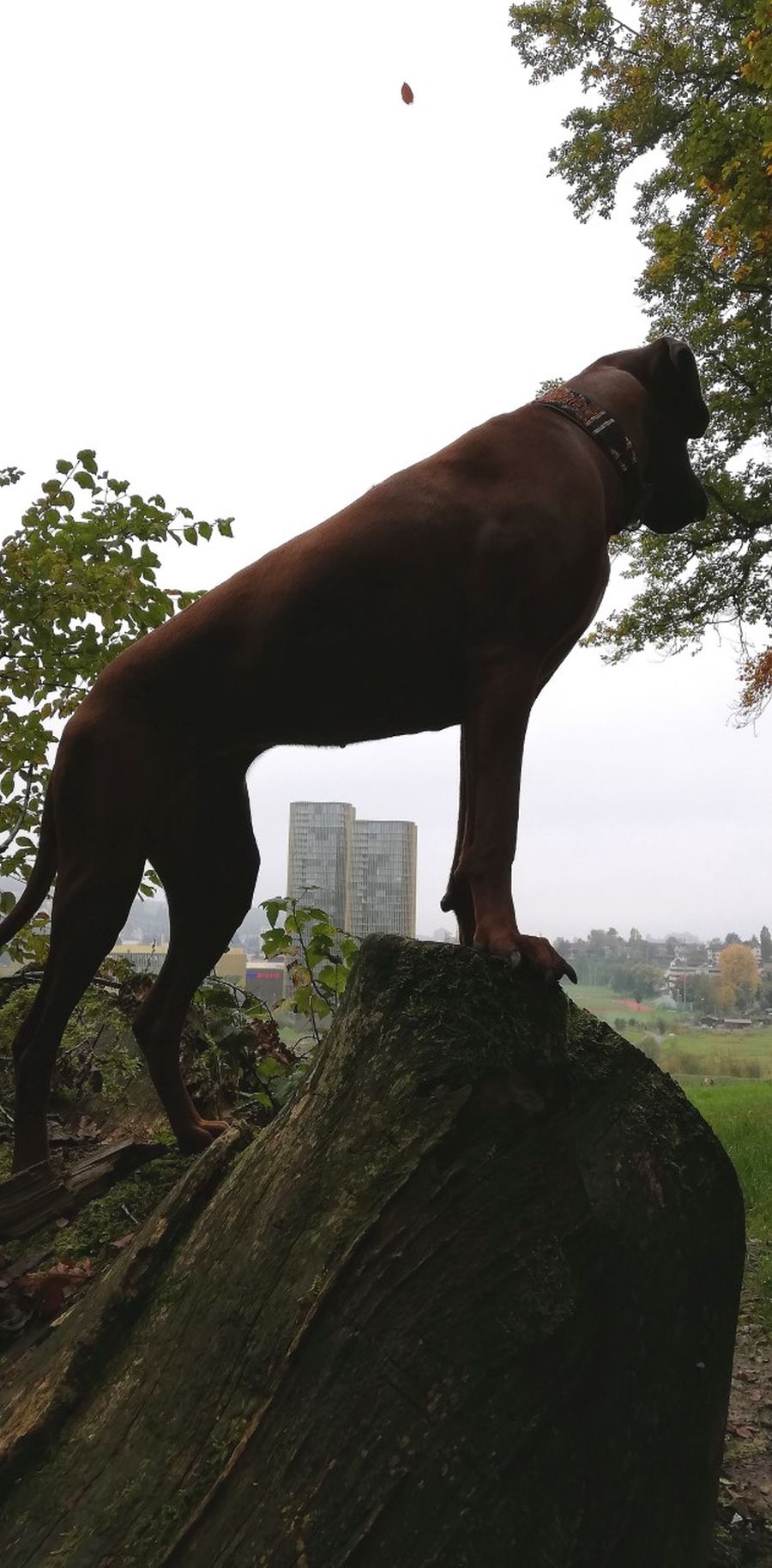 Dogtrail Herbst 2019 30
