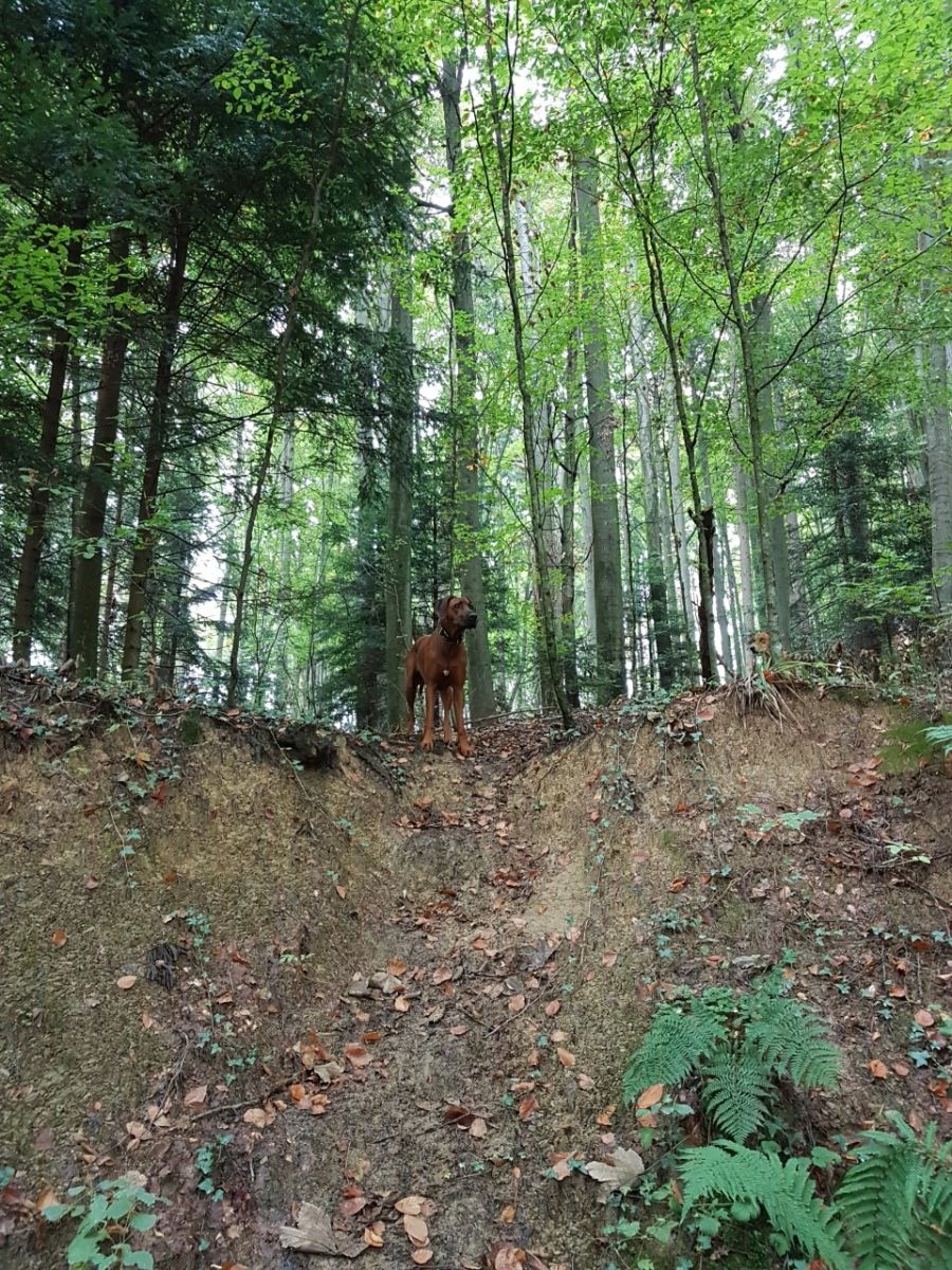 Dogtrail Herbst 2019 31