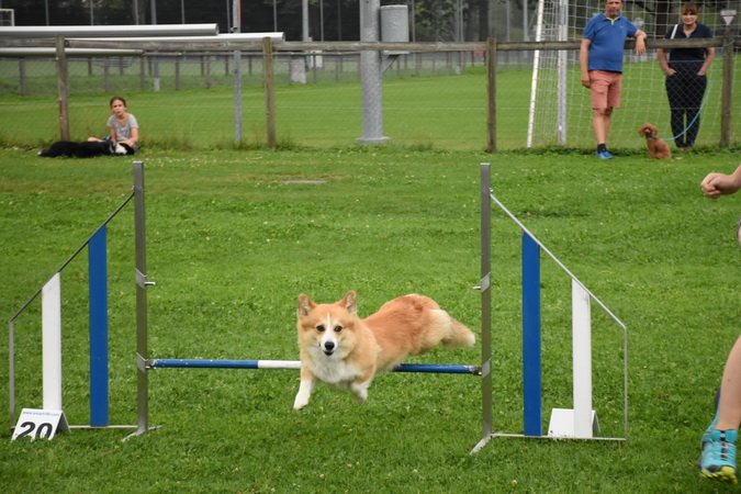 Agility Plauschturnier Augugst 2020 10