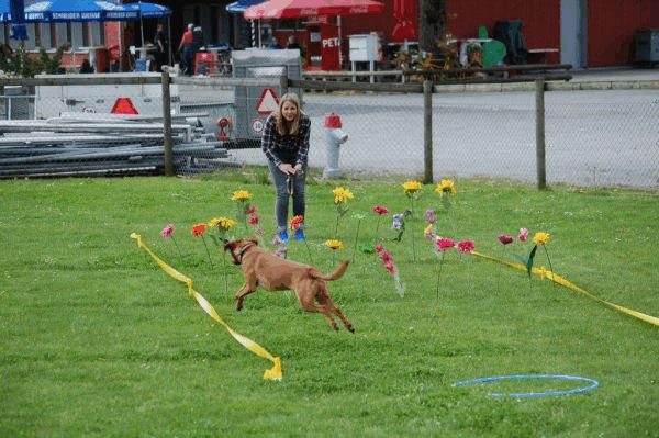 Plauschparcours 2015 54