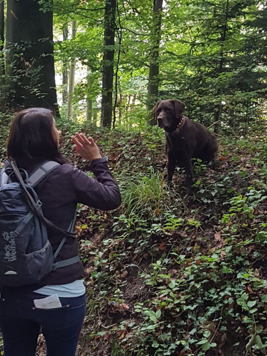 Dogtrail Herbst 2019 37