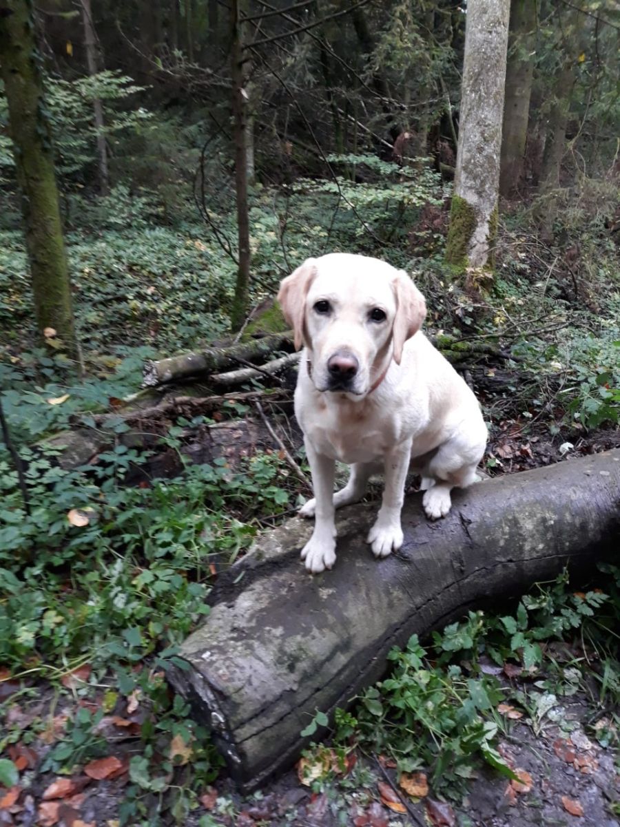 Dogtrail Herbst 2019 39