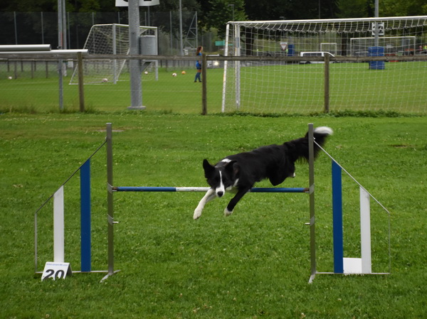 Agility Plauschturnier Augugst 2020 14