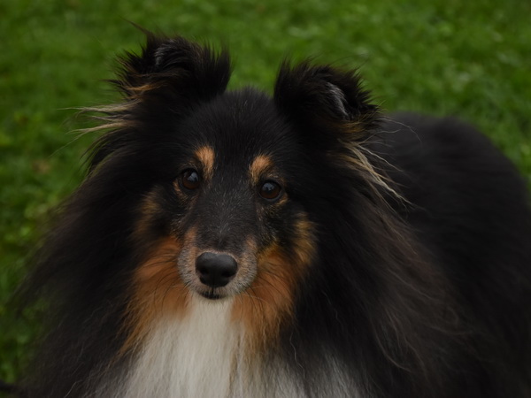 Agility Plauschturnier Augugst 2020 15