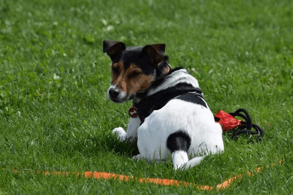 Plauschparcours Frühling 2017 92