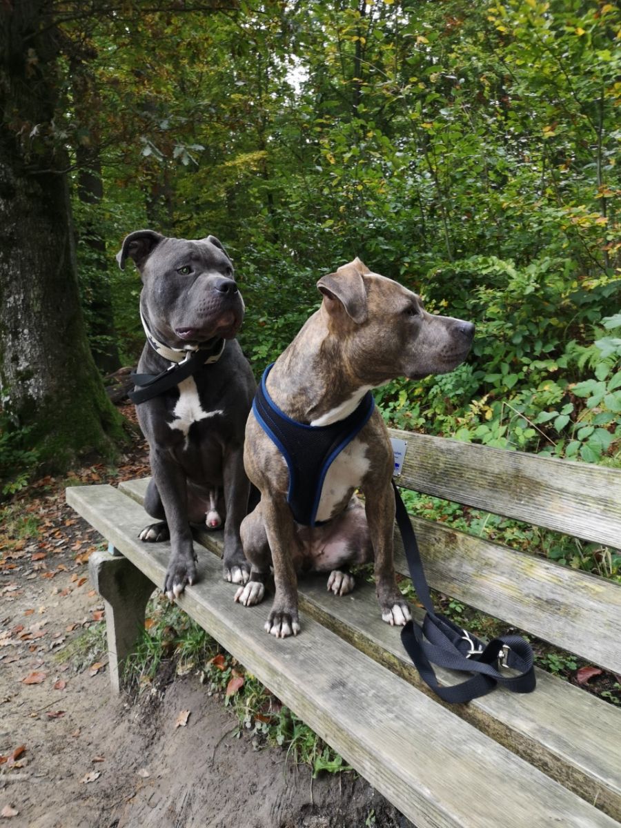 Dogtrail Herbst 2019 44