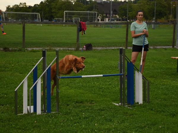Agility Plauschturnier Augugst 2020 17