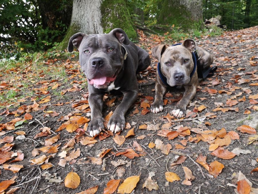 Dogtrail Herbst 2019 45