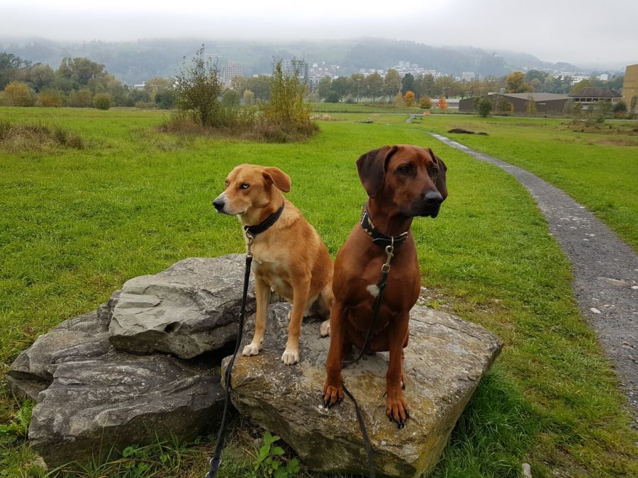 Dogtrail Herbst 2019 46