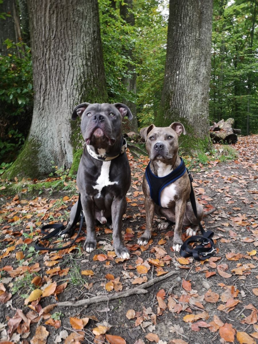 Dogtrail Herbst 2019 47