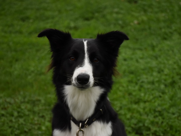 Agility Plauschturnier Augugst 2020 20