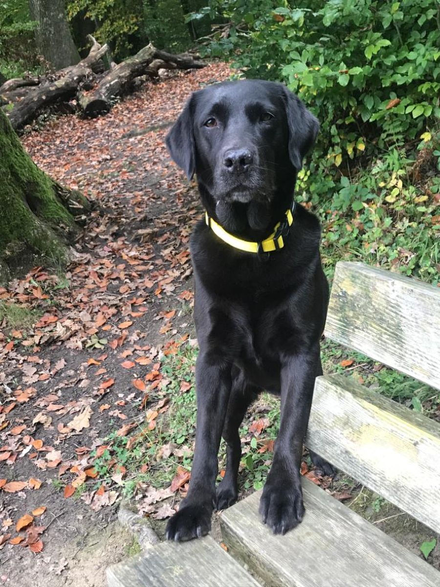 Dogtrail Herbst 2019 49