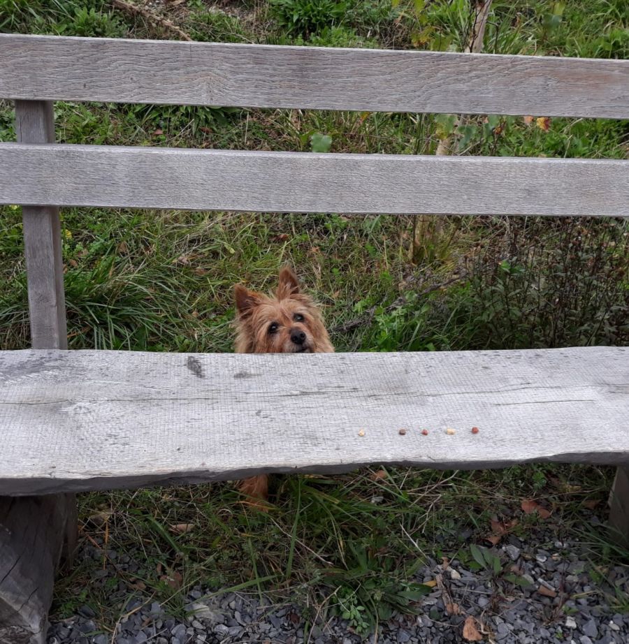 Dogtrail Herbst 2019 50