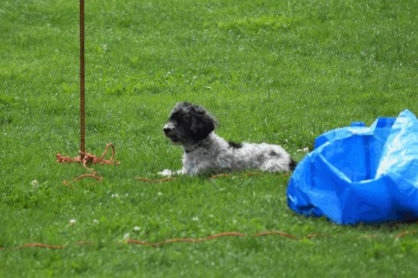 Plauschparcours Frühling 2017 127