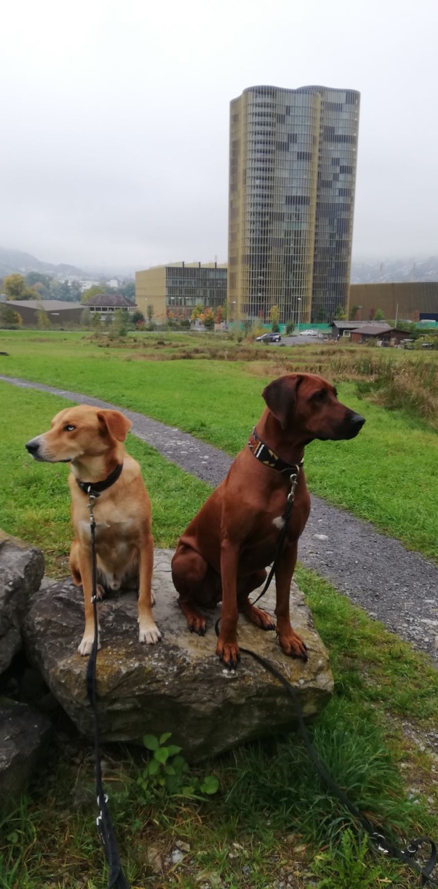Dogtrail Herbst 2019 52