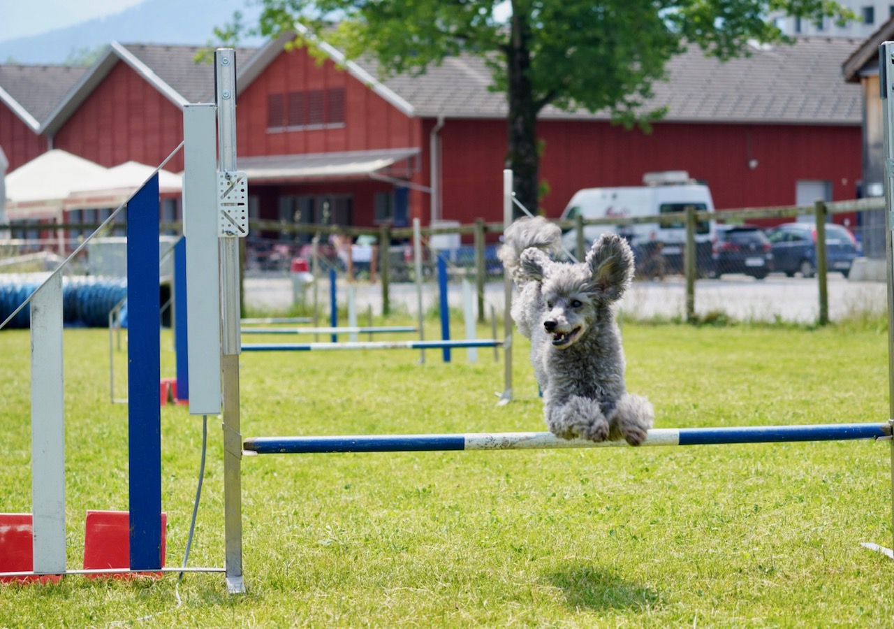 Agility Plauschturnier 2023 16
