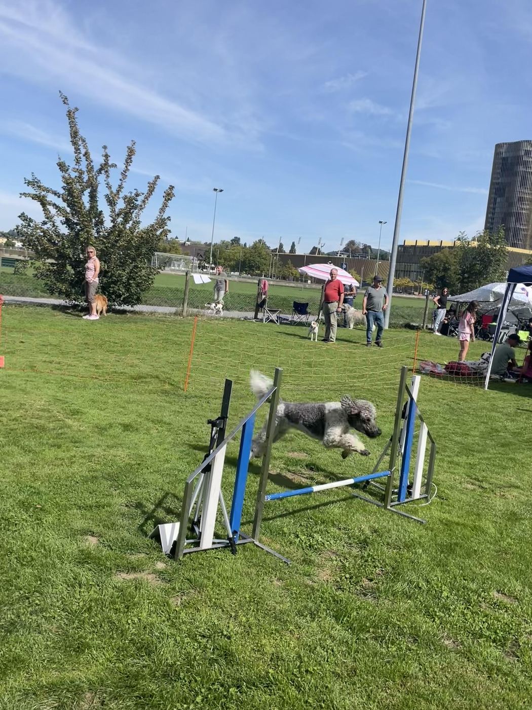 Agility-Plauschturnier 2026: Sprung über die Hürde
