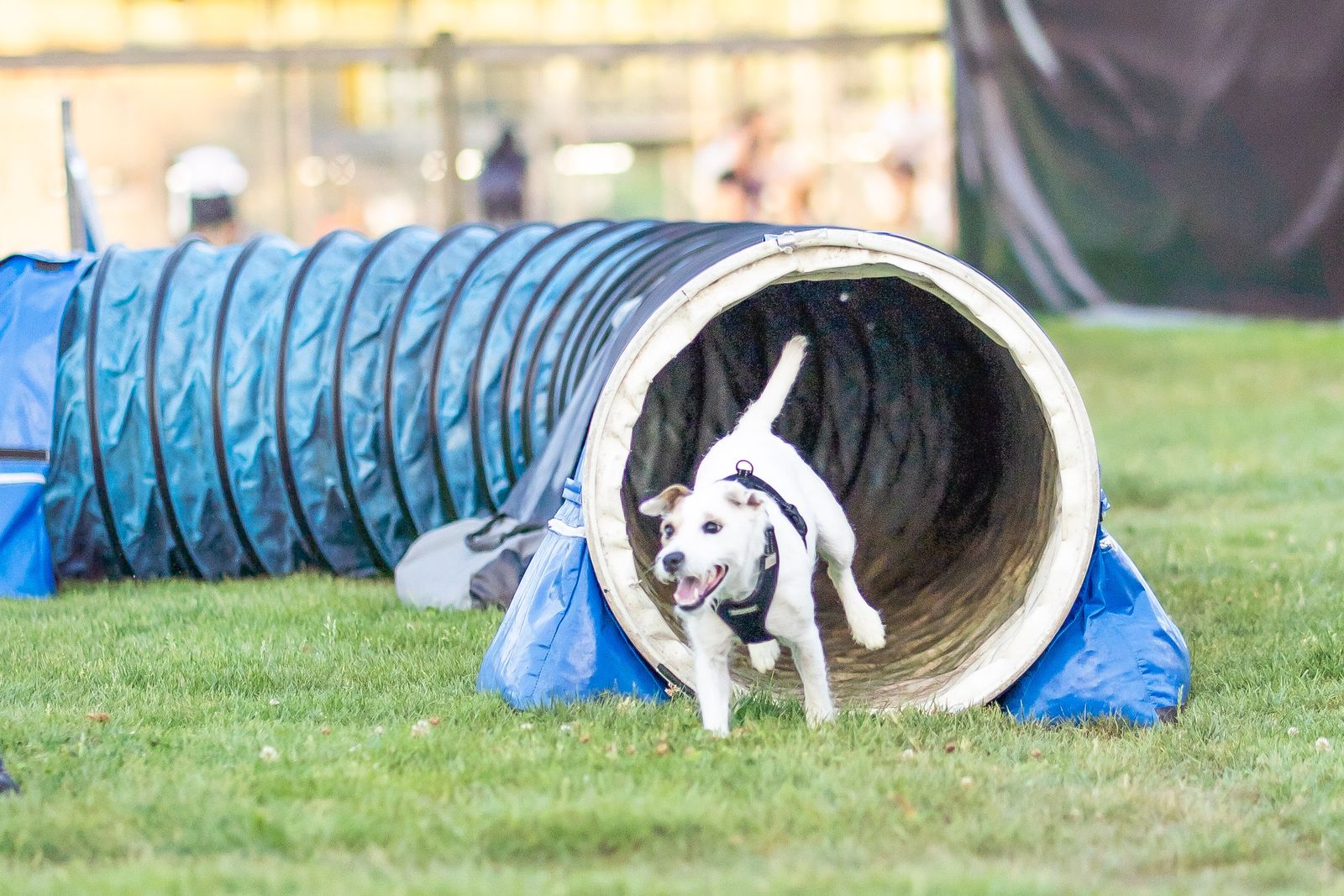 Agility Basiskurs 2