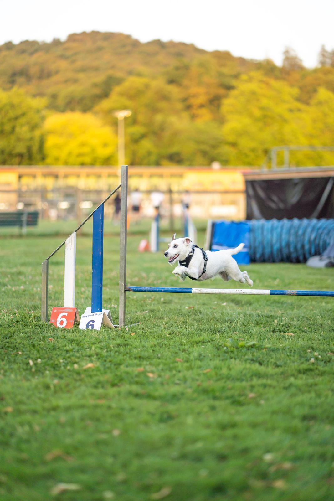 Agility 2