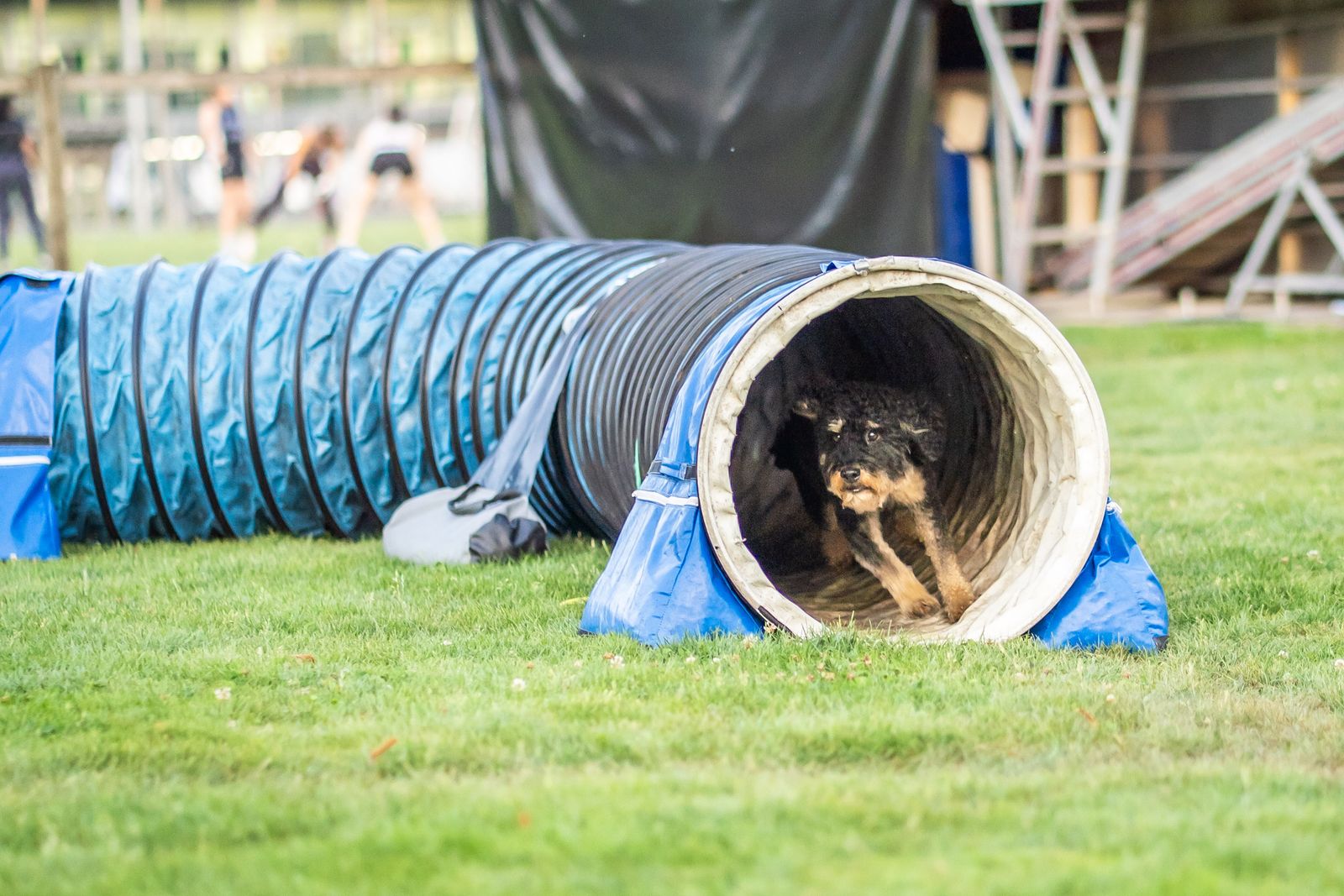 Agility Basiskurs 6