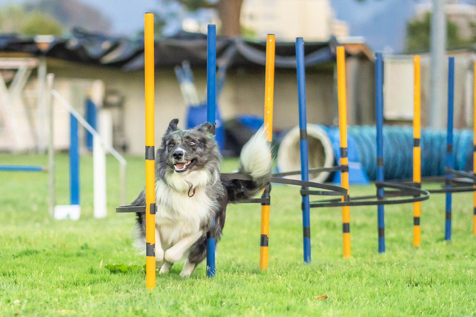 Agility Basiskurs 3