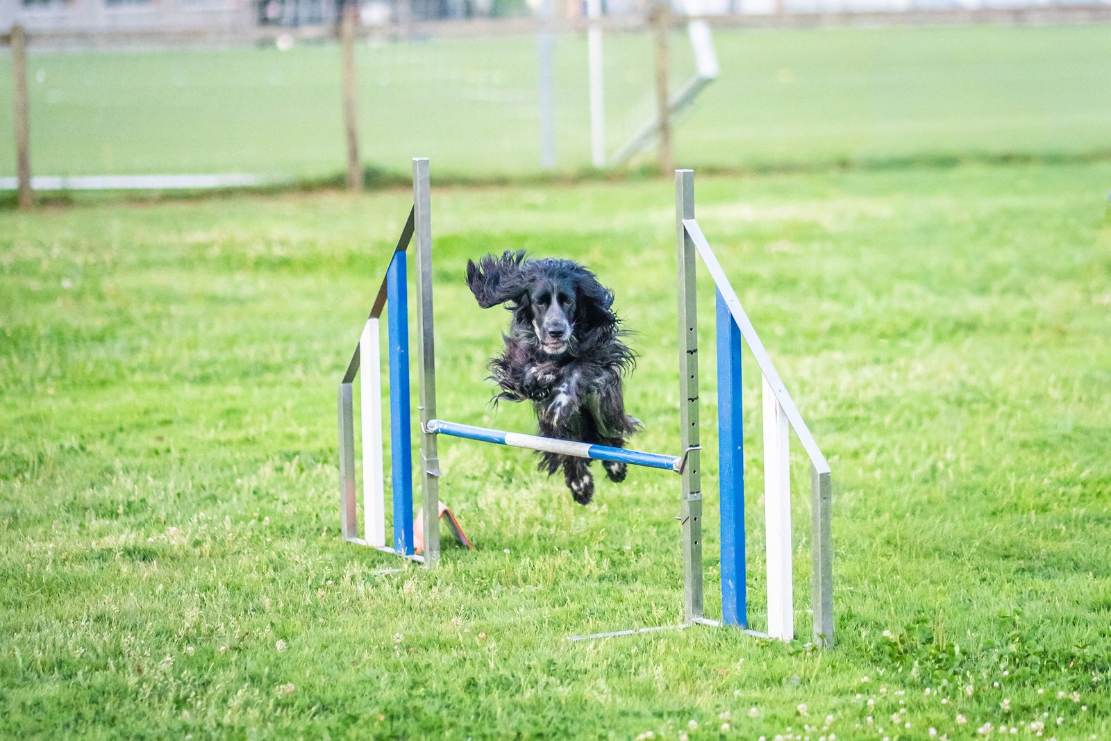Agility 3