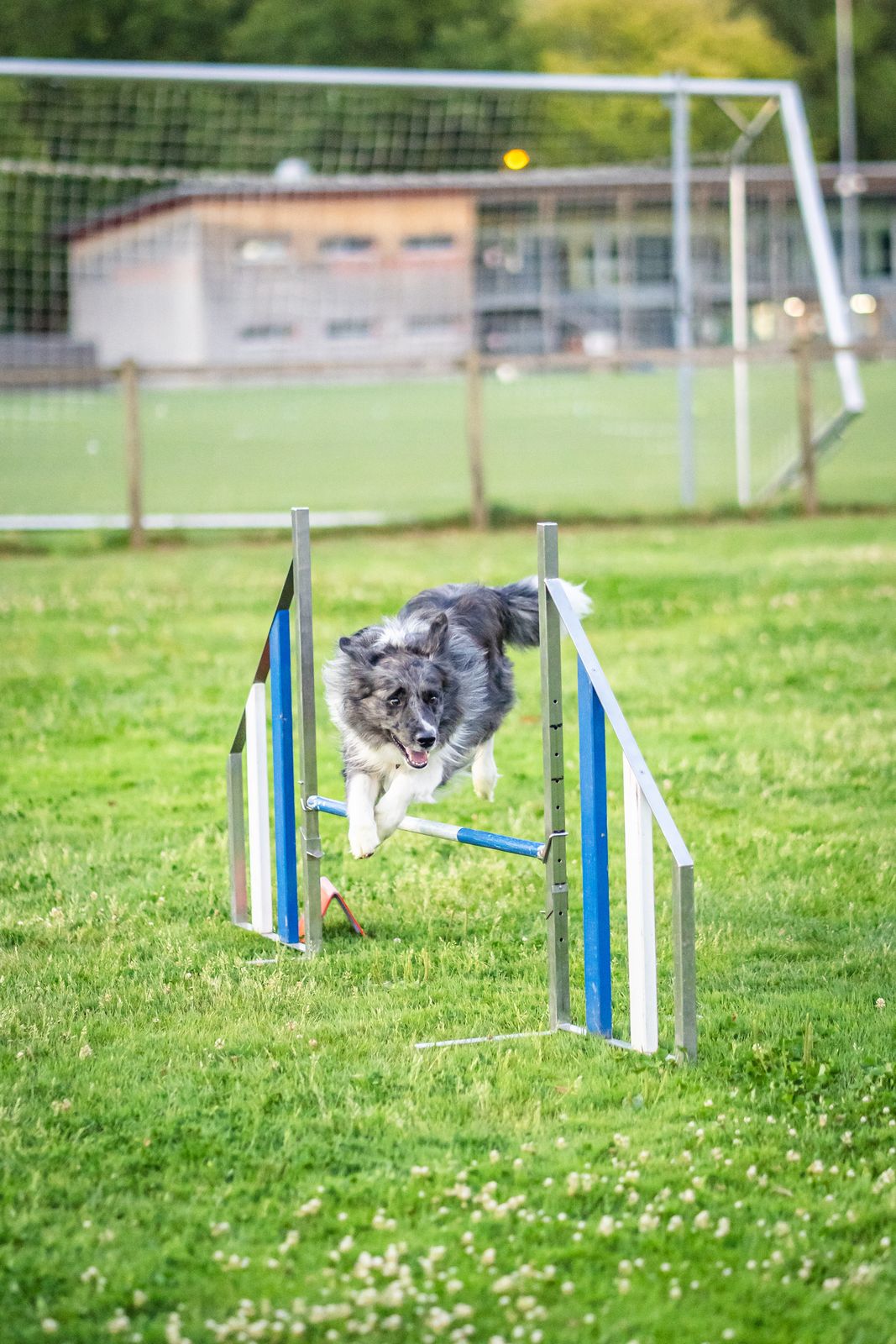 Agility 7