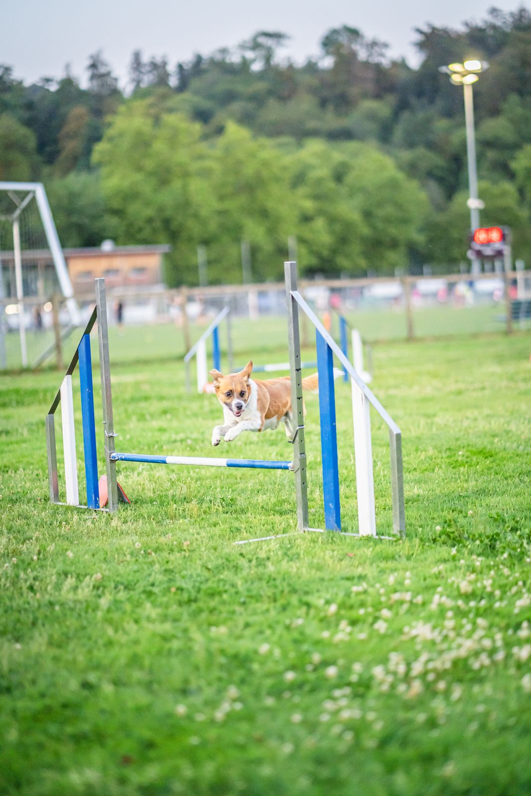 Agility 10