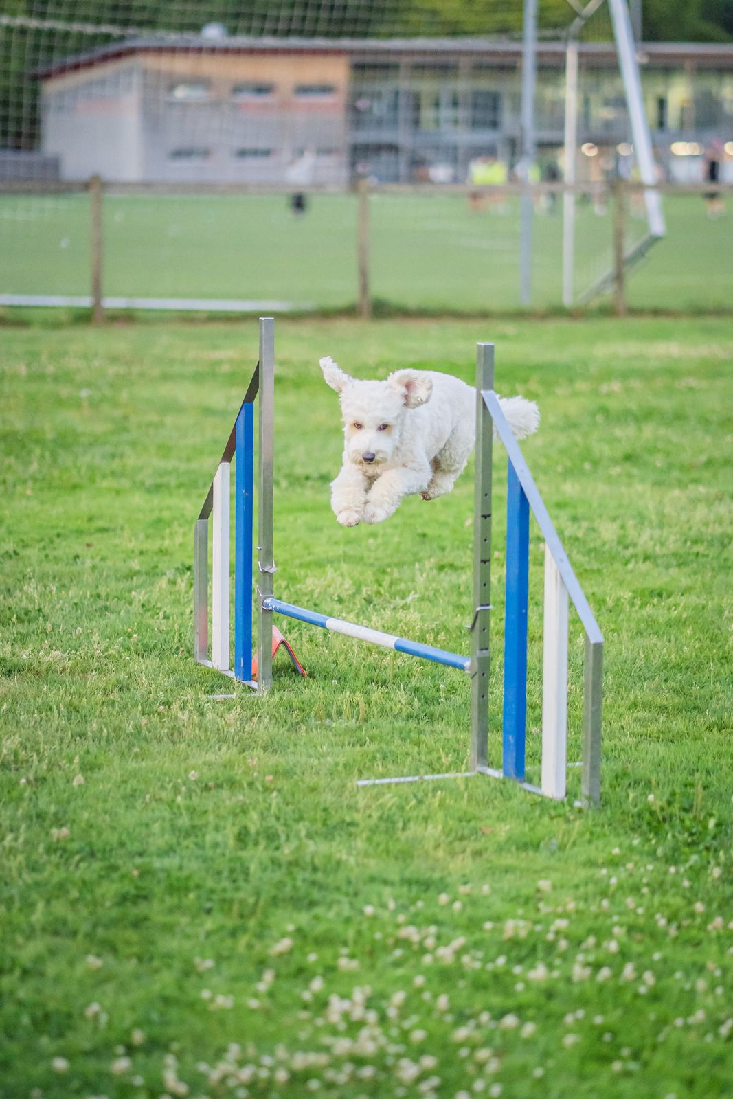Agility 8
